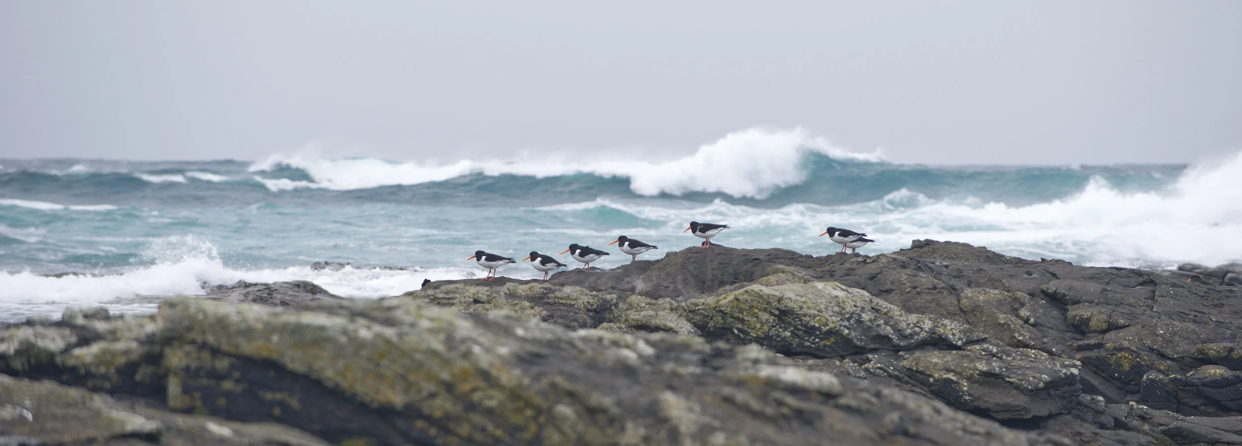 Oyster Catchers