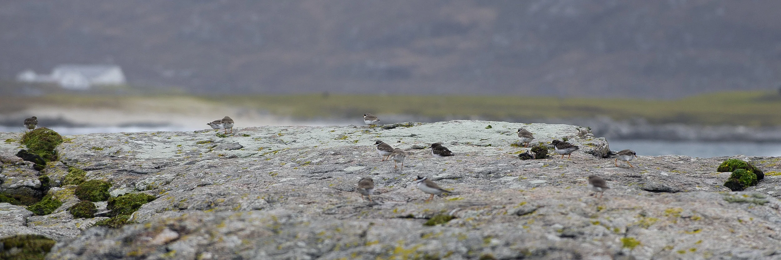 Sandpipers