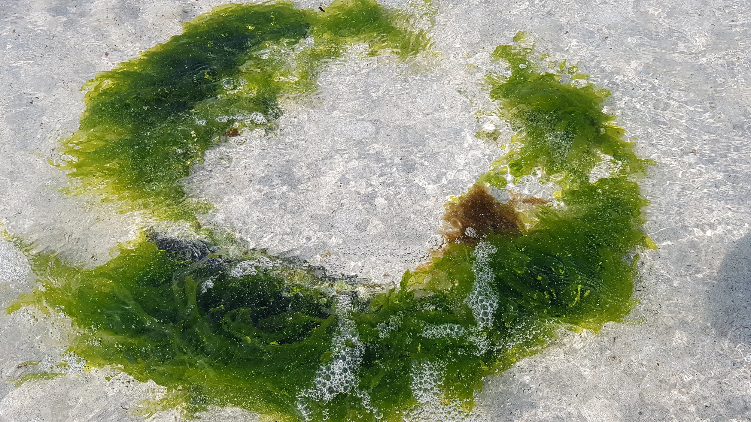 Circle of seaweed in our clear clear waters