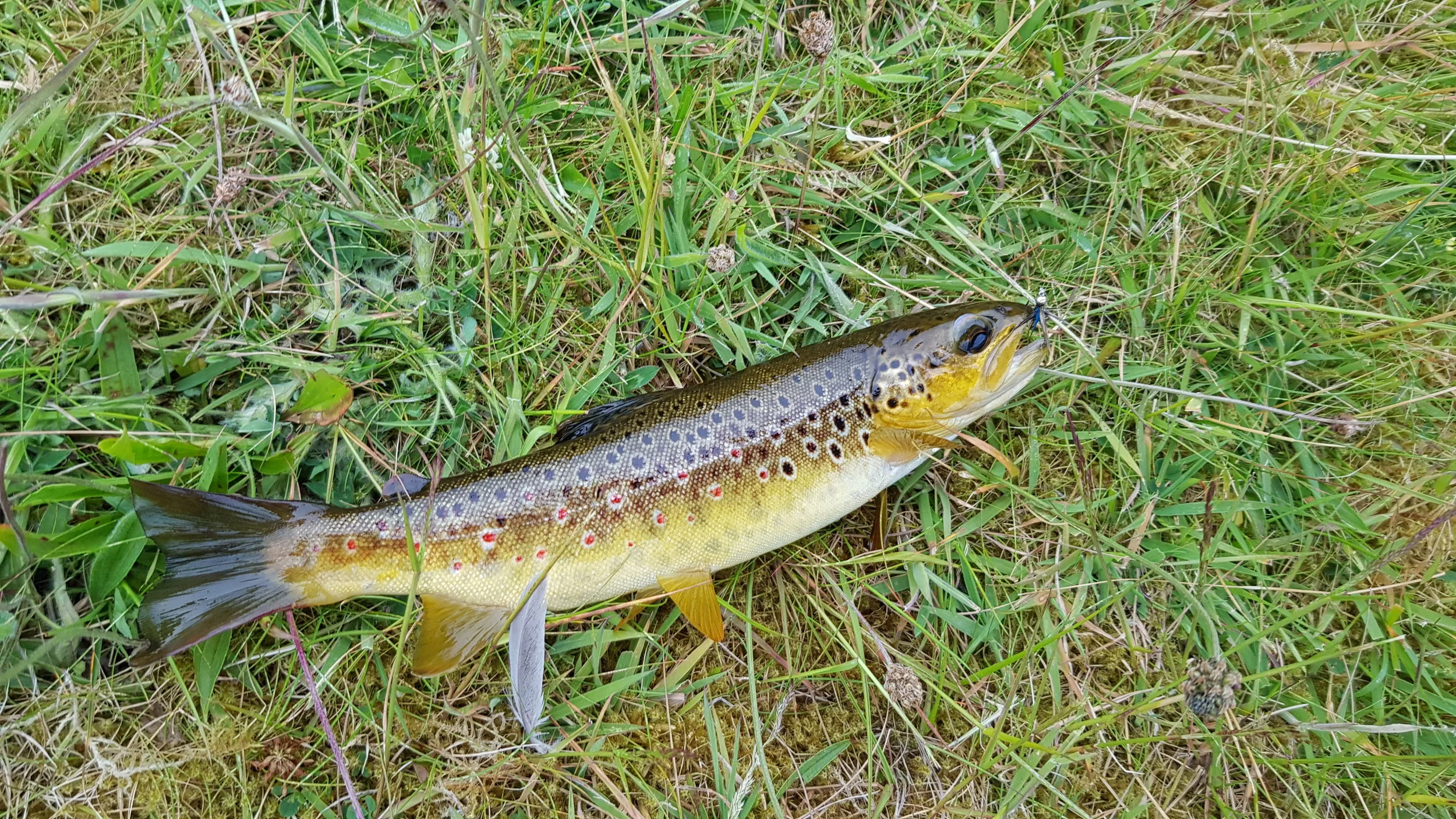 20190626_211323.jpg