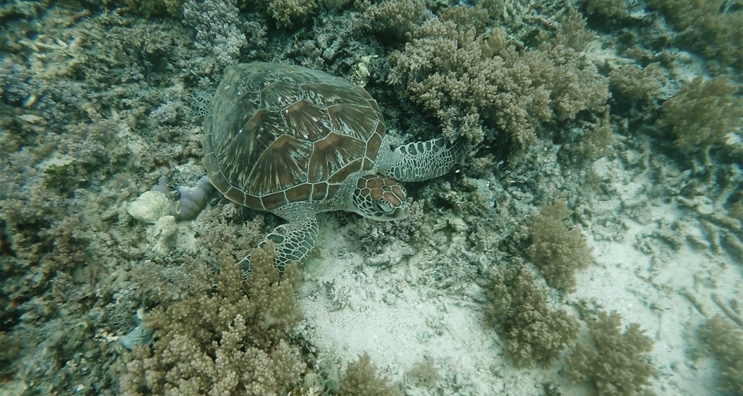 Swimming with a sea turtle off Gili T. Photography: Jake McCabe.