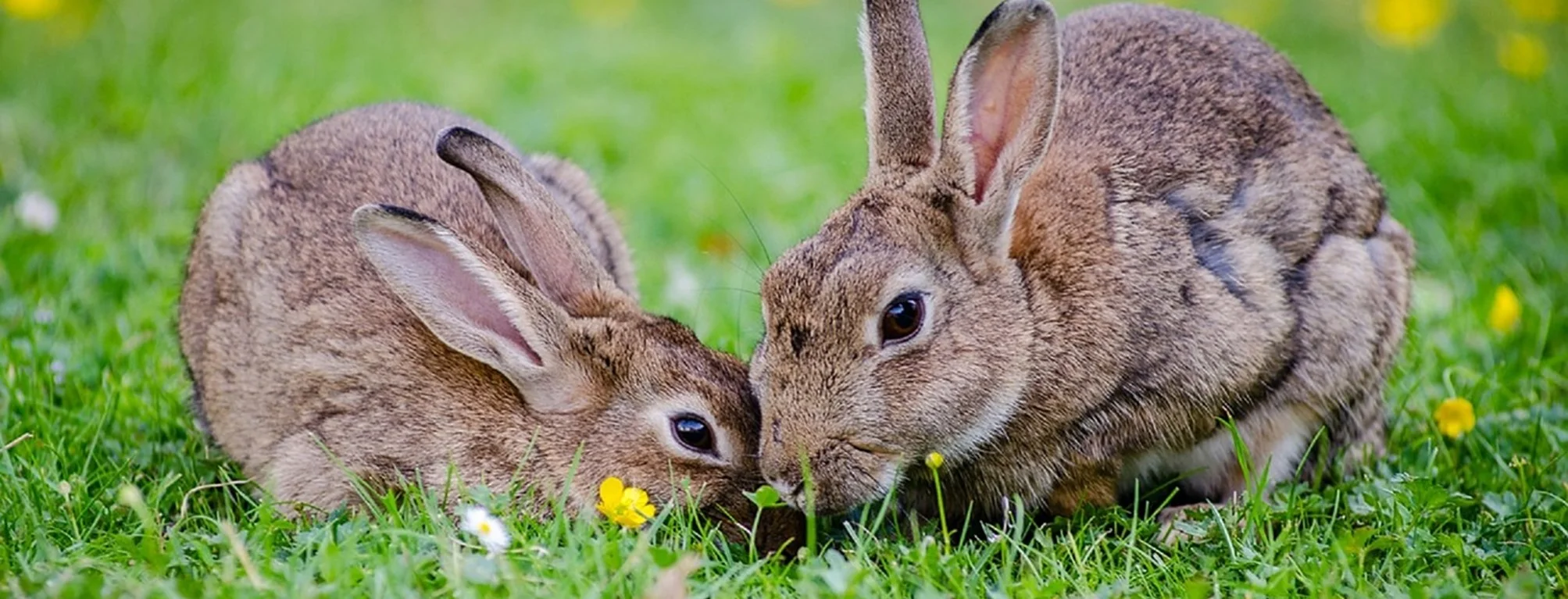 rabbits in meadow
