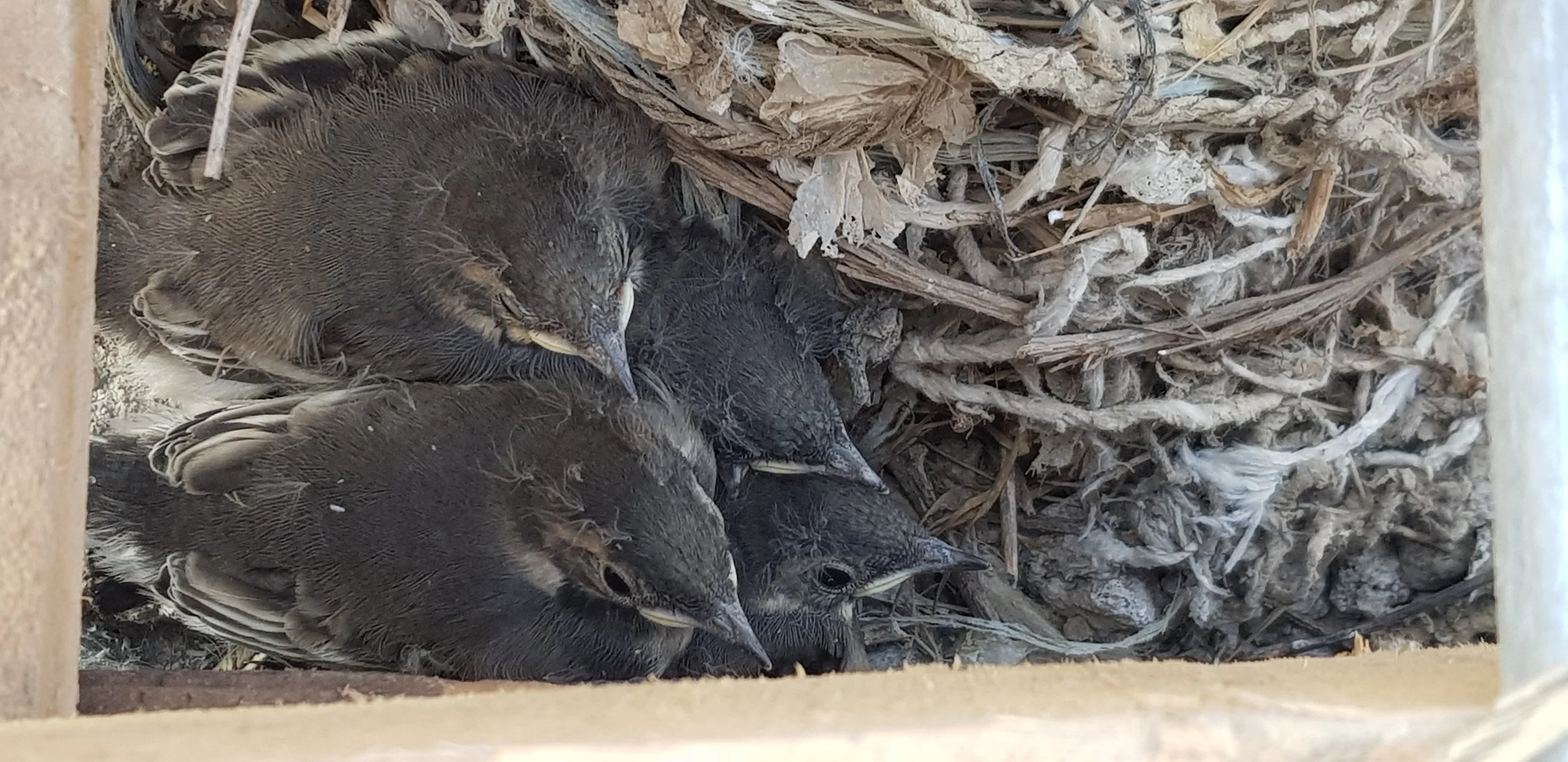 Nature returns to the site of Gloucestershire Energy from Waste Facility