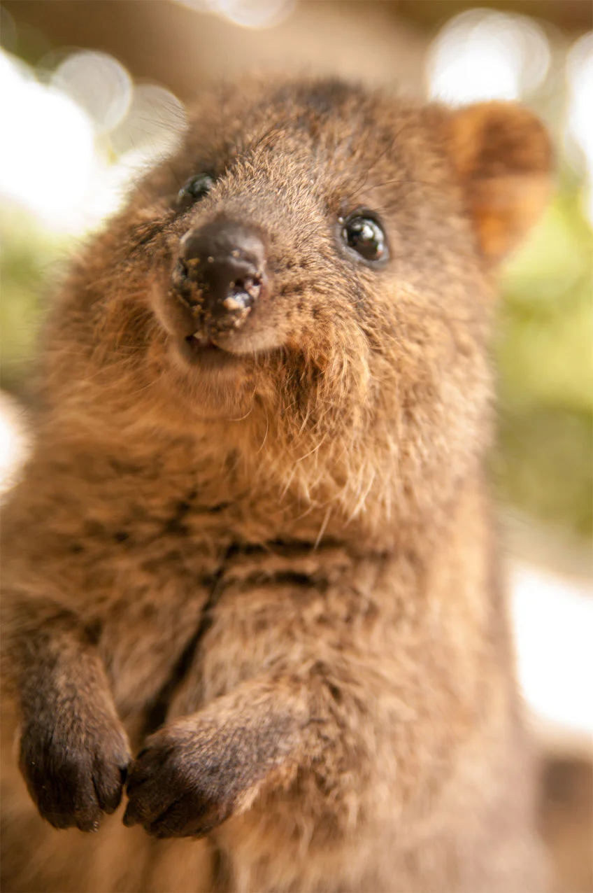not this kind of quokka
