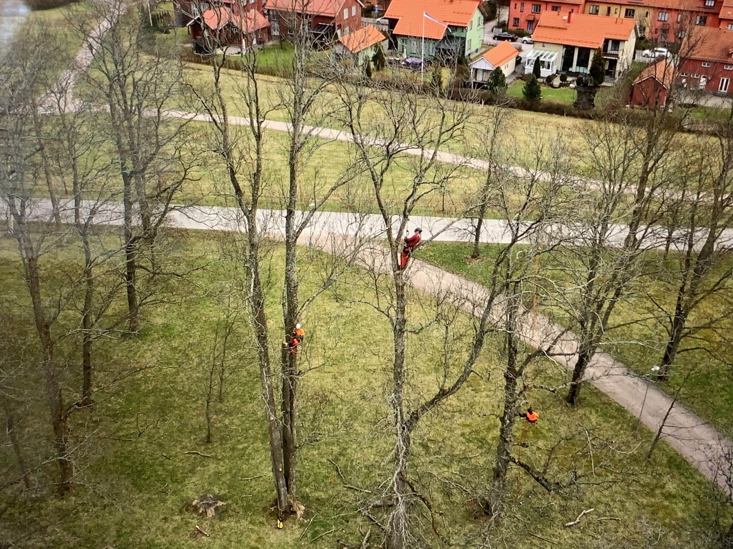 Arboristi Puunhoito Kiipeillen Saarni.jpeg