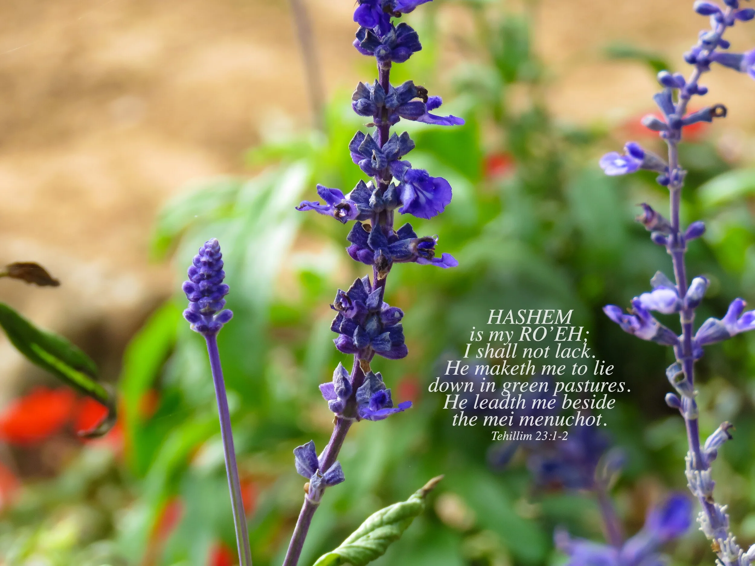 Bermuda_Botanical_Garden_27595936_Psalm_23_1-2_V3.jpg