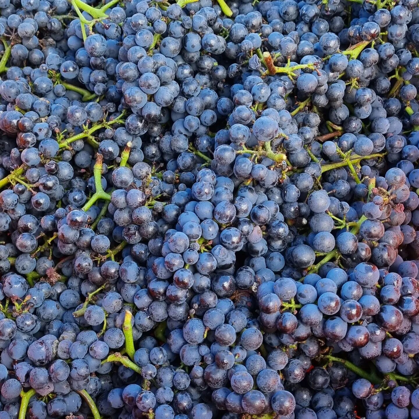 This is some Pinot, clone 667, harvested today. Such beautiful fruit but the morphology is so different from our other Pinot Noir (which tends to look like little hand grenades). Here the bunches are longer,  with more space between the berries, and 