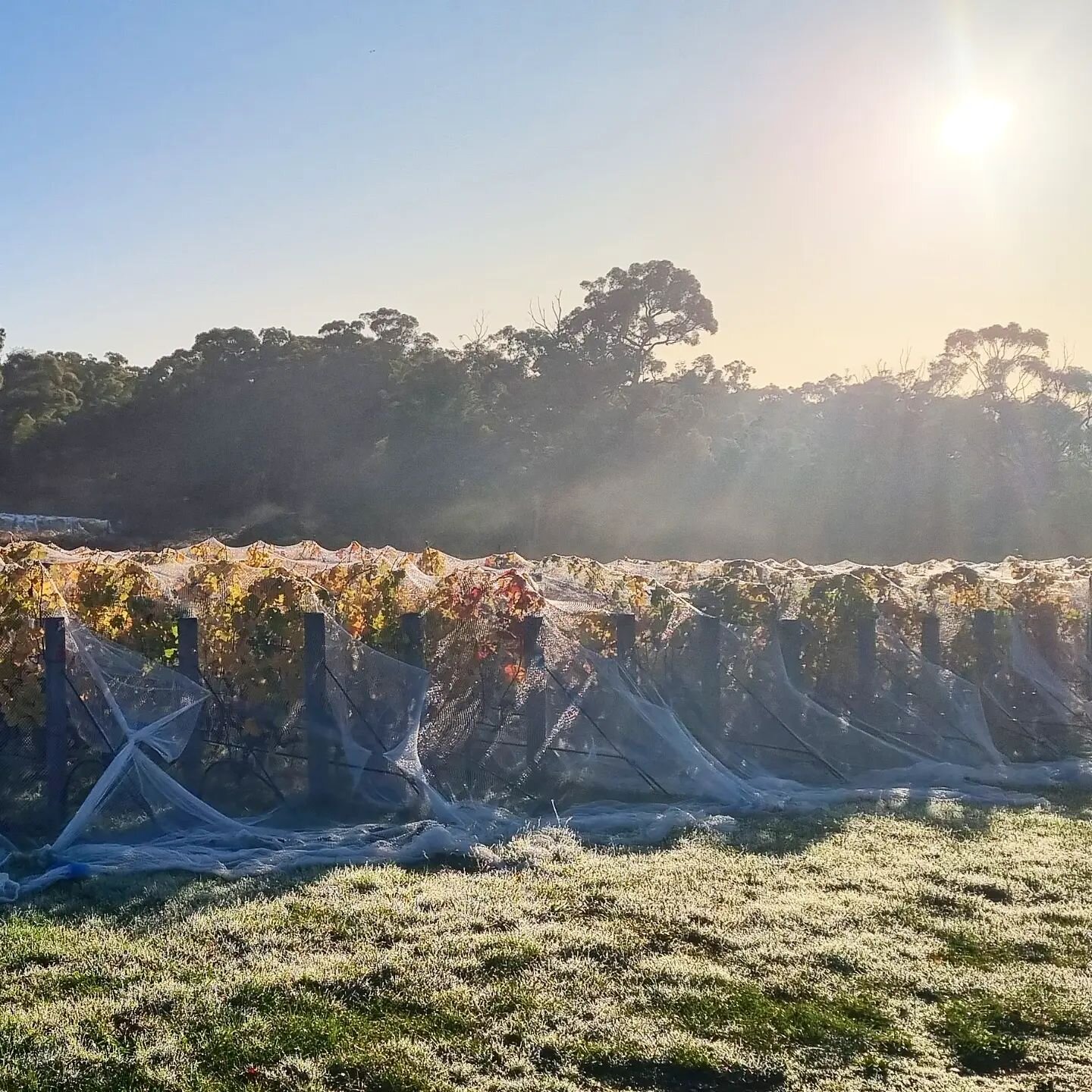 A frosty morning for our second day of picking.  #autumnharvest #0.5C #V2023 #placeofchangingwinds