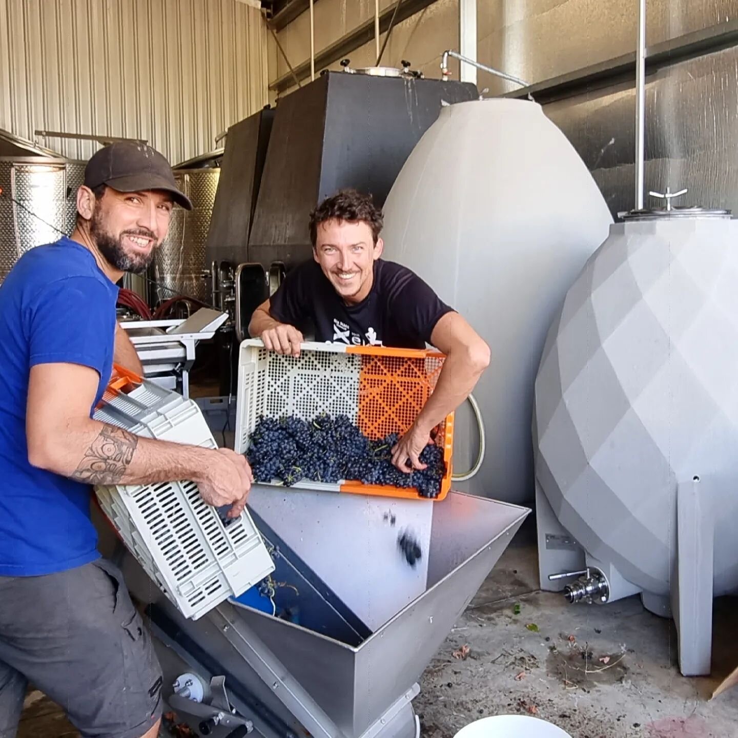 Some happy faces on this first day of our Heathcote harvest. And why not? We're ready! Our Estate vines at Place of Changing Winds are still likely six weeks away from being picked, maybe more,  but the vineyard is all netted and the cellar prepared,