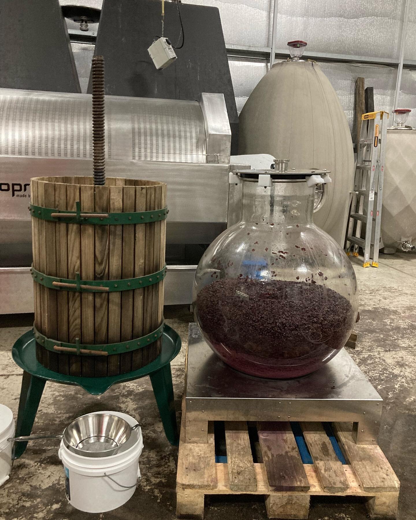 Our last 2023 red to be pressed was also our smallest. Last but not least, smallest but not without significance; this was in fact the wine that we made from our closest planted, 33,000 vines/ha Pinot plot. Picked separately and hand destemmed (see r