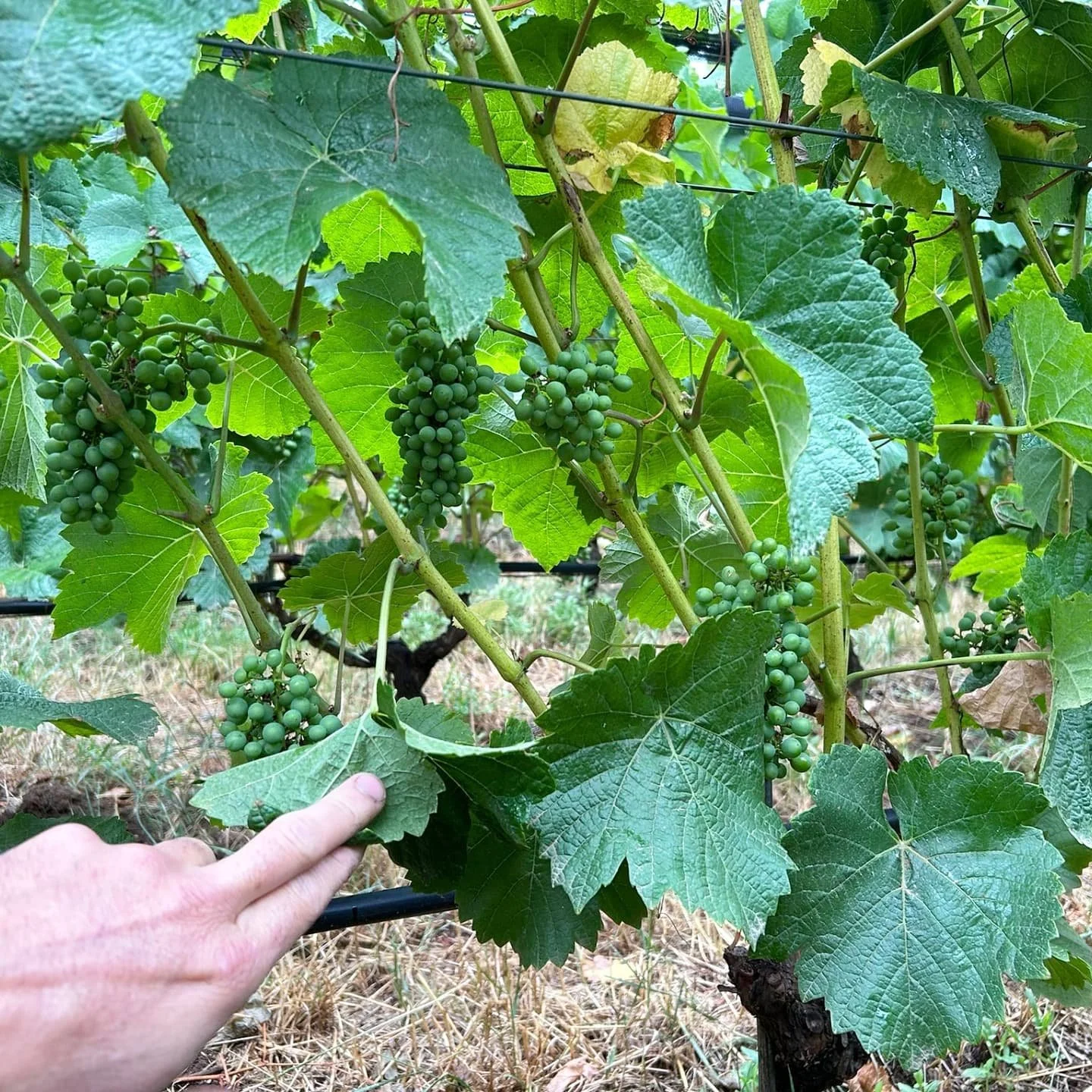 Veraison is approaching. This is the first year that we&rsquo;ve seen a reasonable crop, after tiny yields over the previous five seasons. We&rsquo;ve even taken the difficult decision to crop thin where necessary, in order to have a yield per vine t