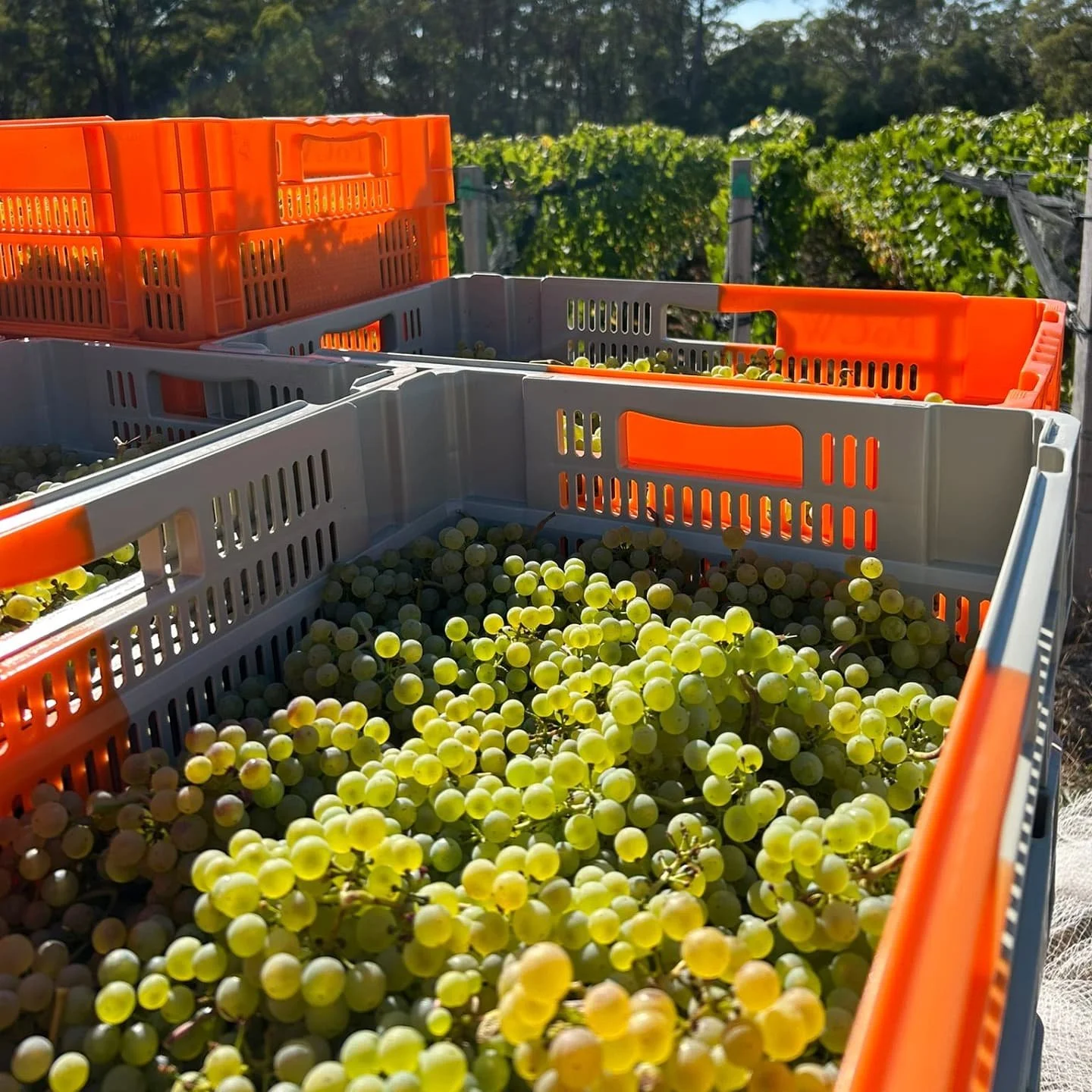 First Chardonnay picked today from the Larderdark parcel. As growers, no matter how aspirational, you typically need to let go of the dream of &lsquo;perfection&rsquo; (unless you want to go mad), but this year it&rsquo;s something pretty crazy. Tiny