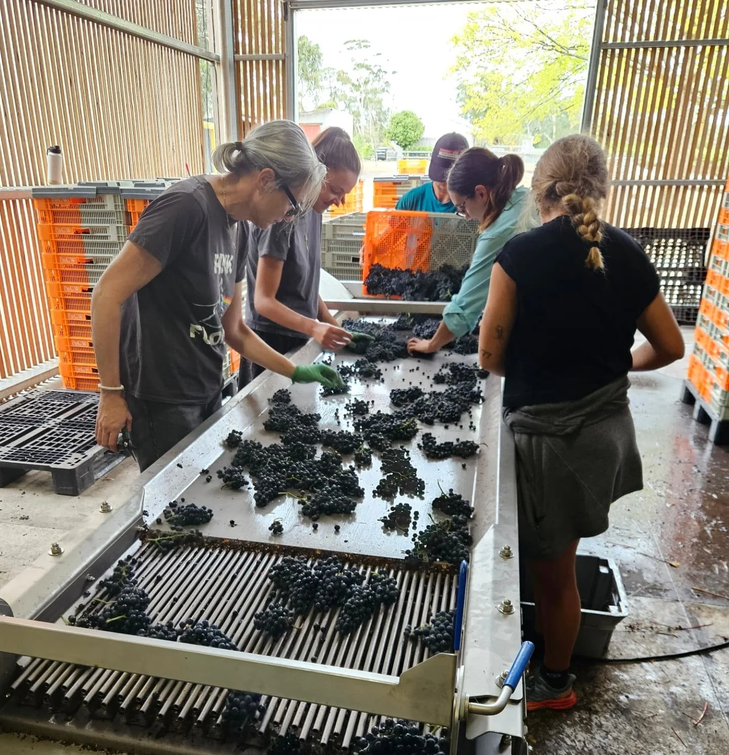 Day 6 of harvest. In a year like this, when so much of the fruit is immaculate, sorting can feel like a waste of time and (not insignificant!) effort. We really only had one parcel that needed it (thank you weevils!) For all of our other parcels, we'