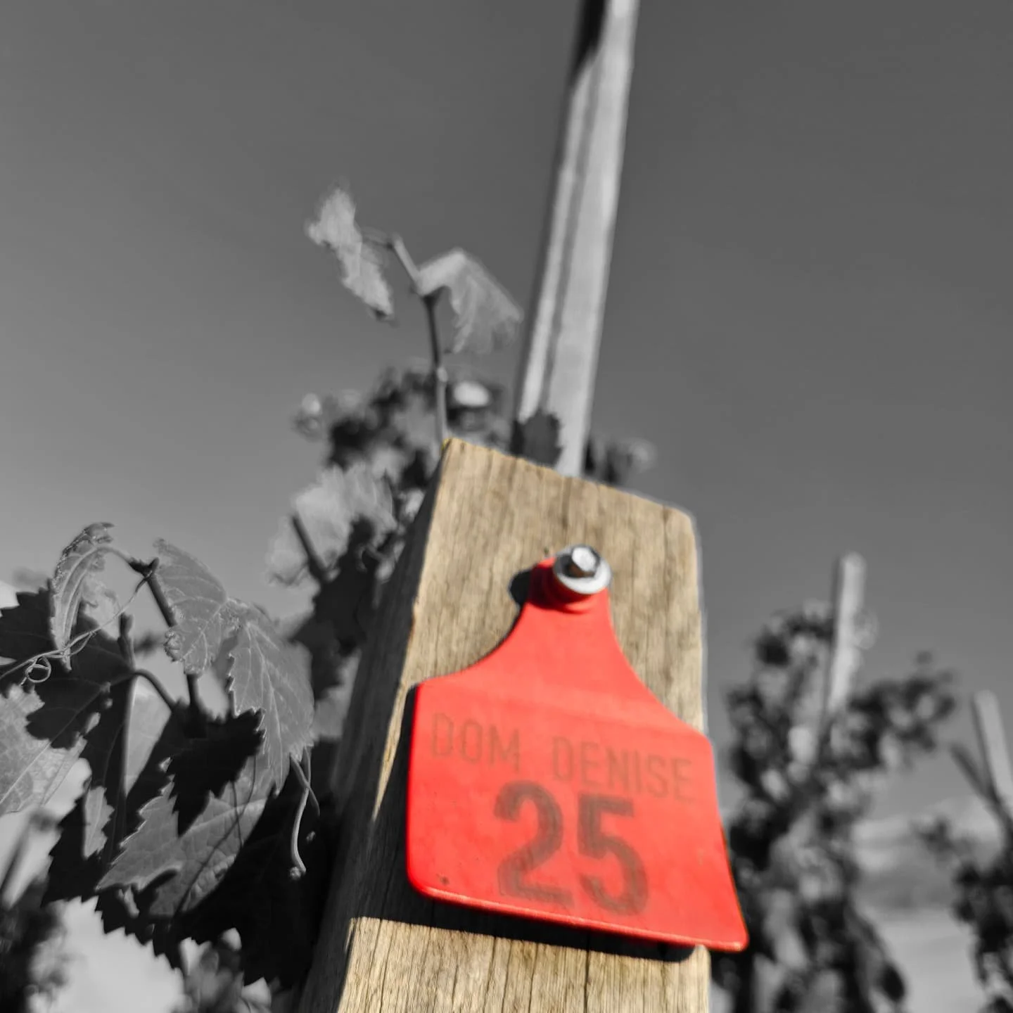 Pinot Gothic. Our &lsquo;Echalas&rsquo; block was picked and processed over the last couple of days (see pics that follow). Feels like this parcel finally has something to say (with the juice offering crazy flavours and sappy freshness). It will now 