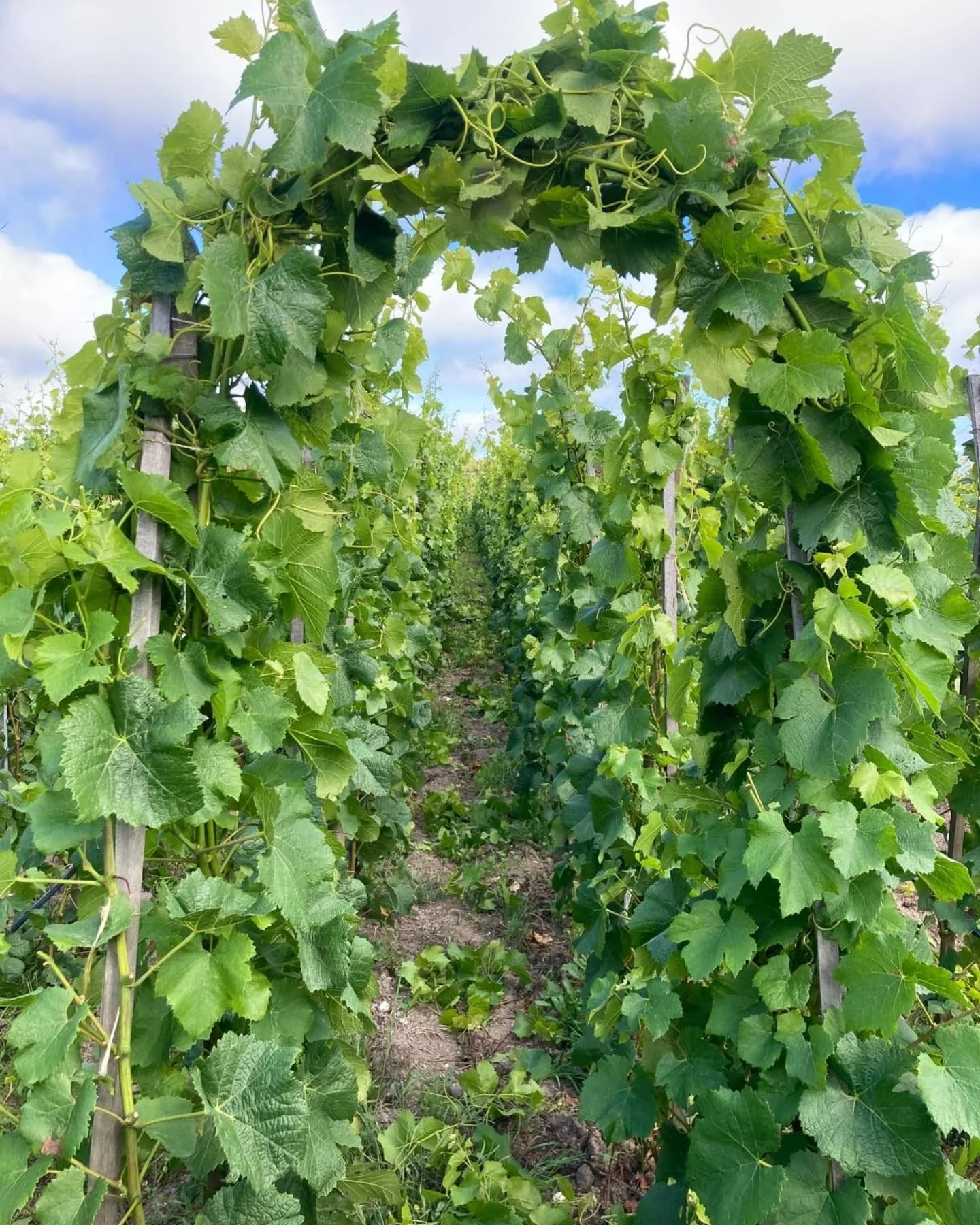 Join us! We are looking for&nbsp;two passionate, full-time staff to join our team.&nbsp;

If you have a solid knowledge of vineyard and winery work, and you&rsquo;re keen to be a part of our no-compromise, cutting edge vineyard project, pulling out a