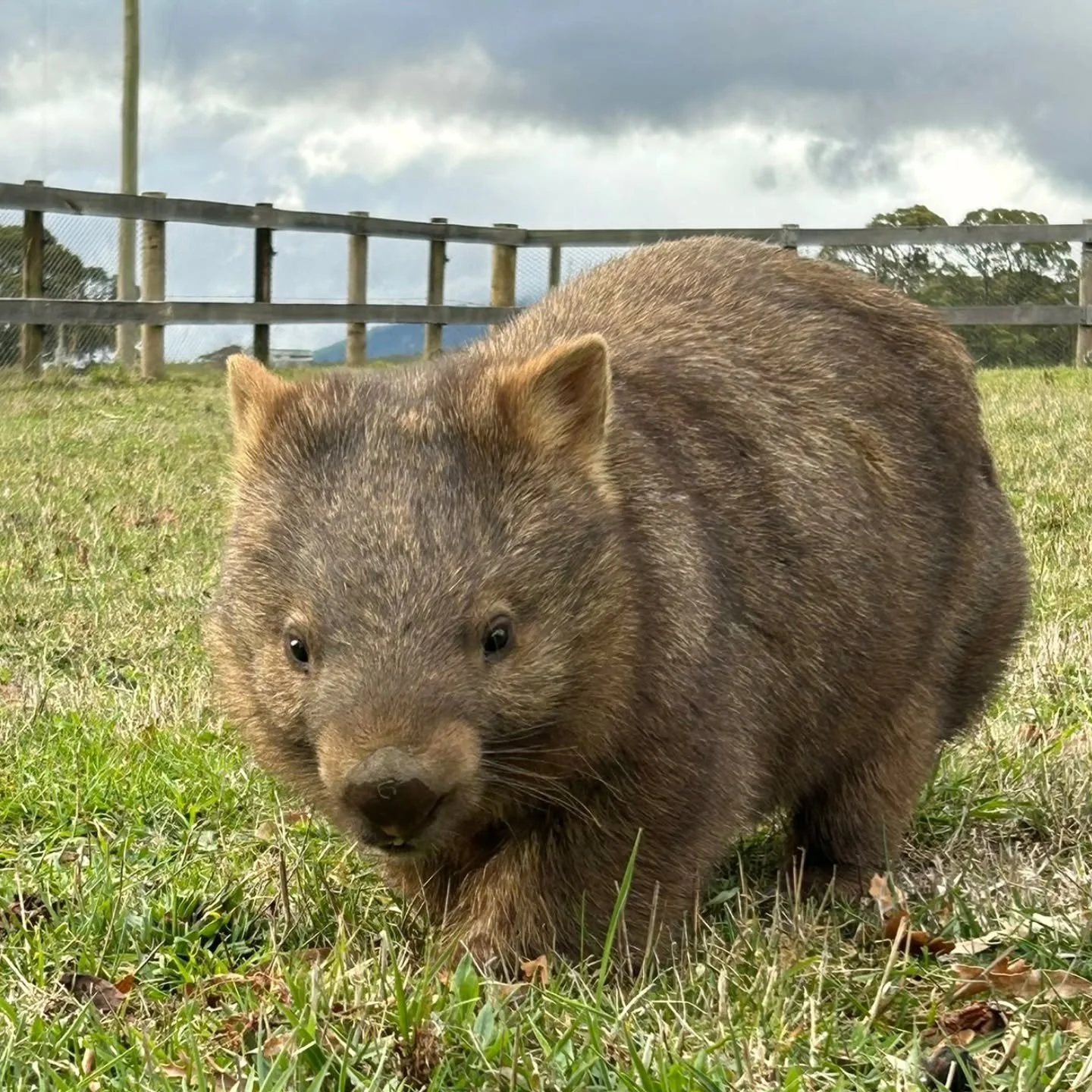 One of the beautiful wombats that live at Place of Changing Winds, captured masterfully in images and videos by our resident photographer @remijacquemain 😉. This guy (I've got zero idea if it's a male or female - actually very hard to tell) always b
