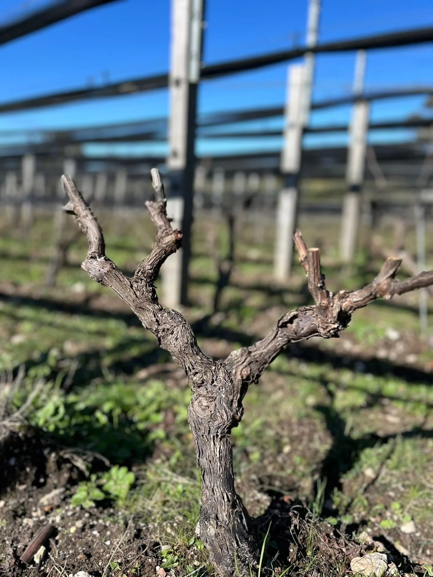 Pruning now done. He's a few random shots and a video that captures something of where our vines are at after 13 years of pruning evolution. Of course it's only a few of our roughly 45,000 vines, and its also very hard to capture them well on camera 