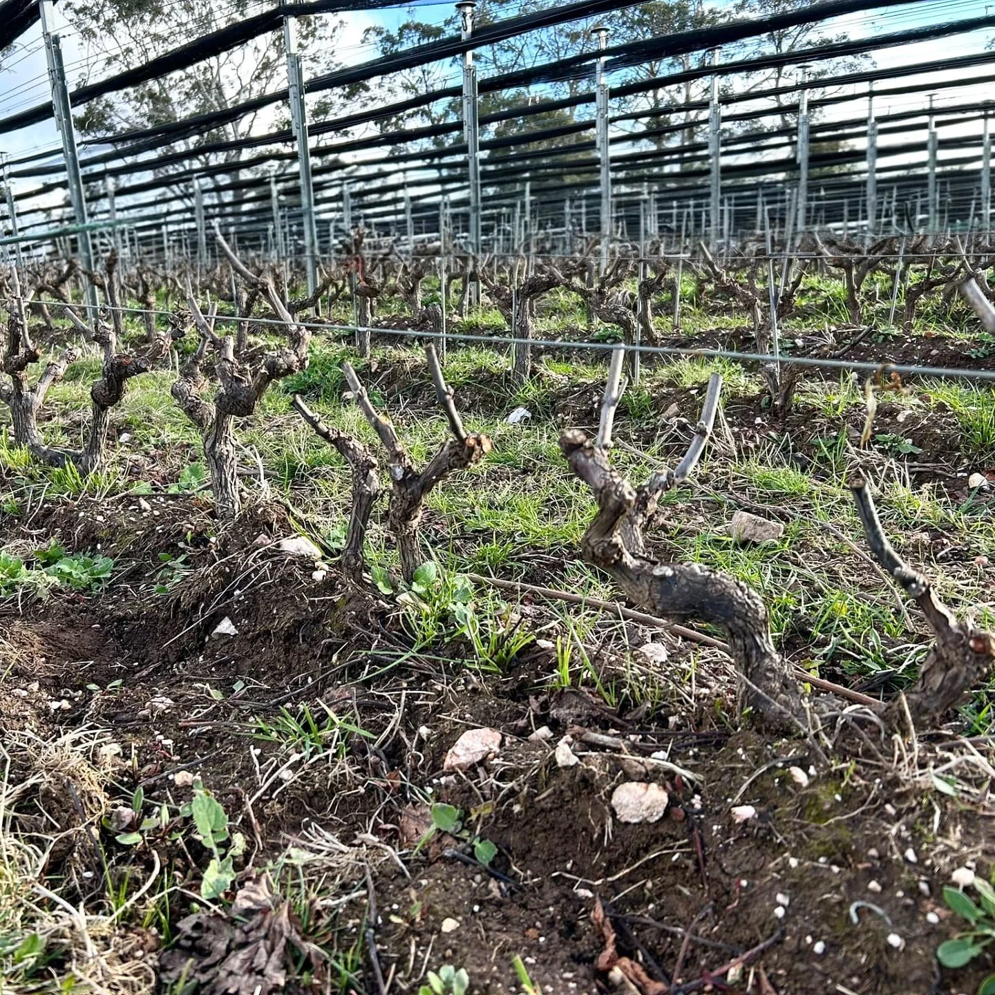 Our super high density vines, pruned up and ready for spring. After years of dry growing we have now removed the irrigation line from this area of our vineyard. 2025 was a very dry year and yet these vines and their canopy flourished, despite (or may