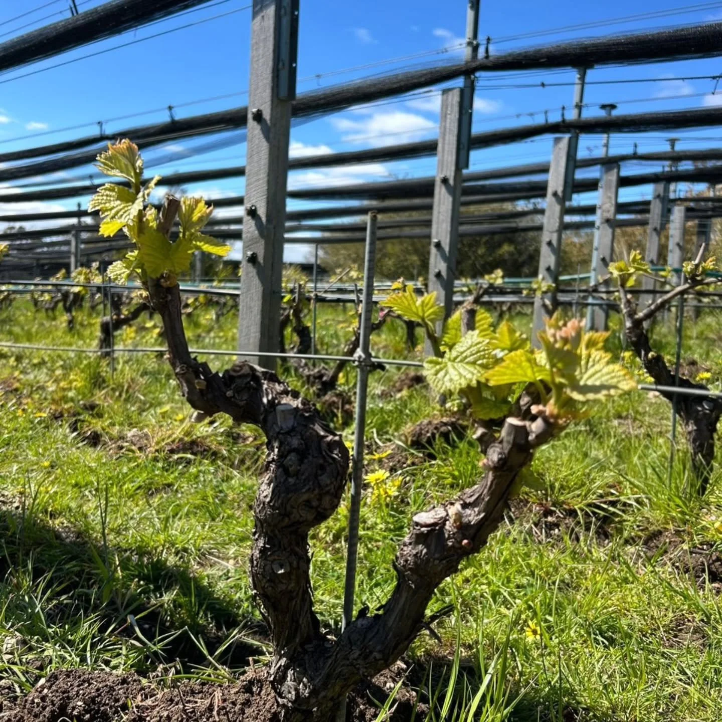 The season underway. Shoots growing.  Frost protection. The first breaking of the soil undervine.  The natives in full bloom. #V2026 #placeofchngingwinds