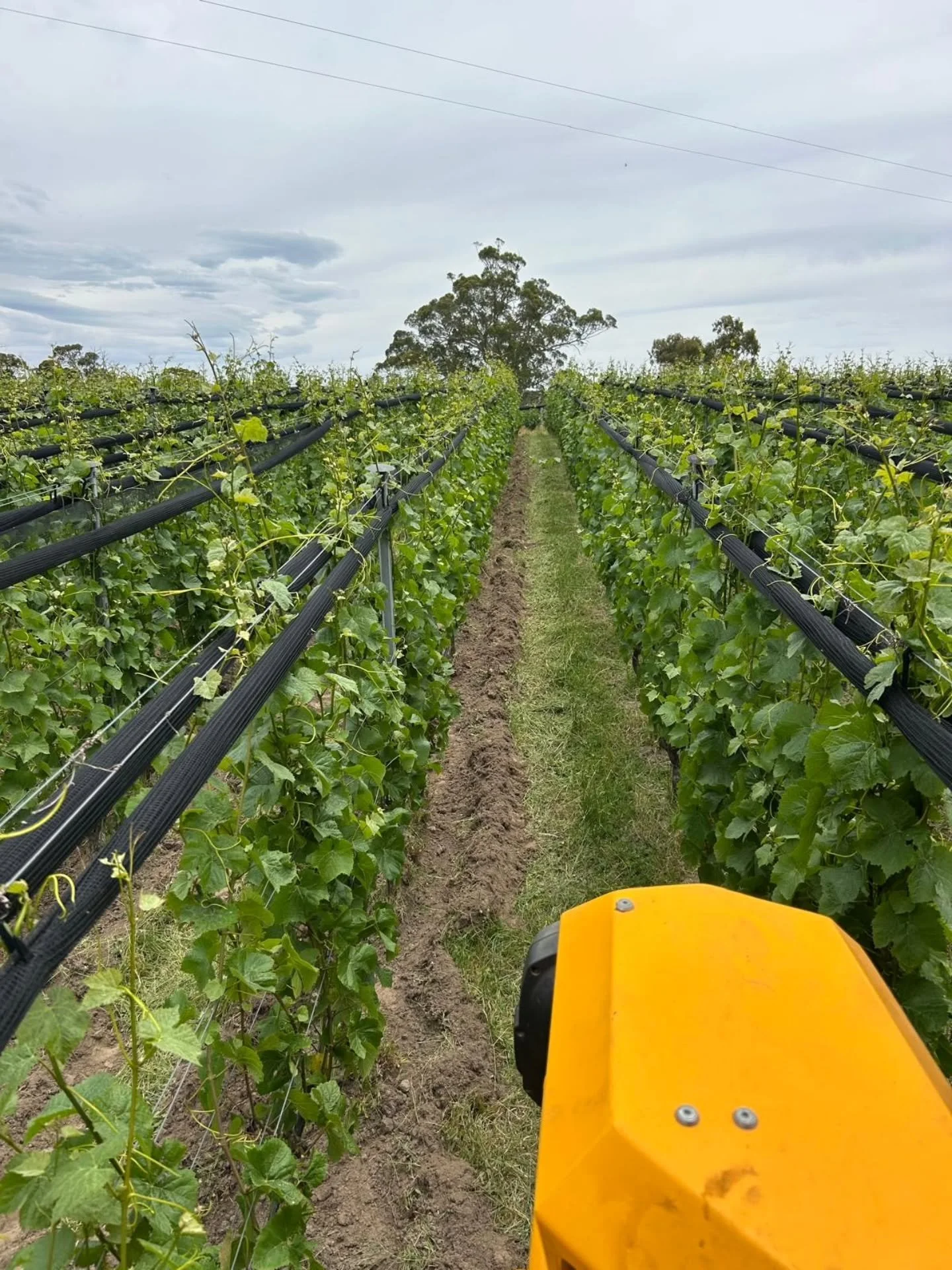 Some nice undervine debanking work from Captain Debuttage himself @remijacquemain and the @grv_production71260. A quick hand weed (see vid) and the work is done. Season 25/26. #placeofchngingwinds