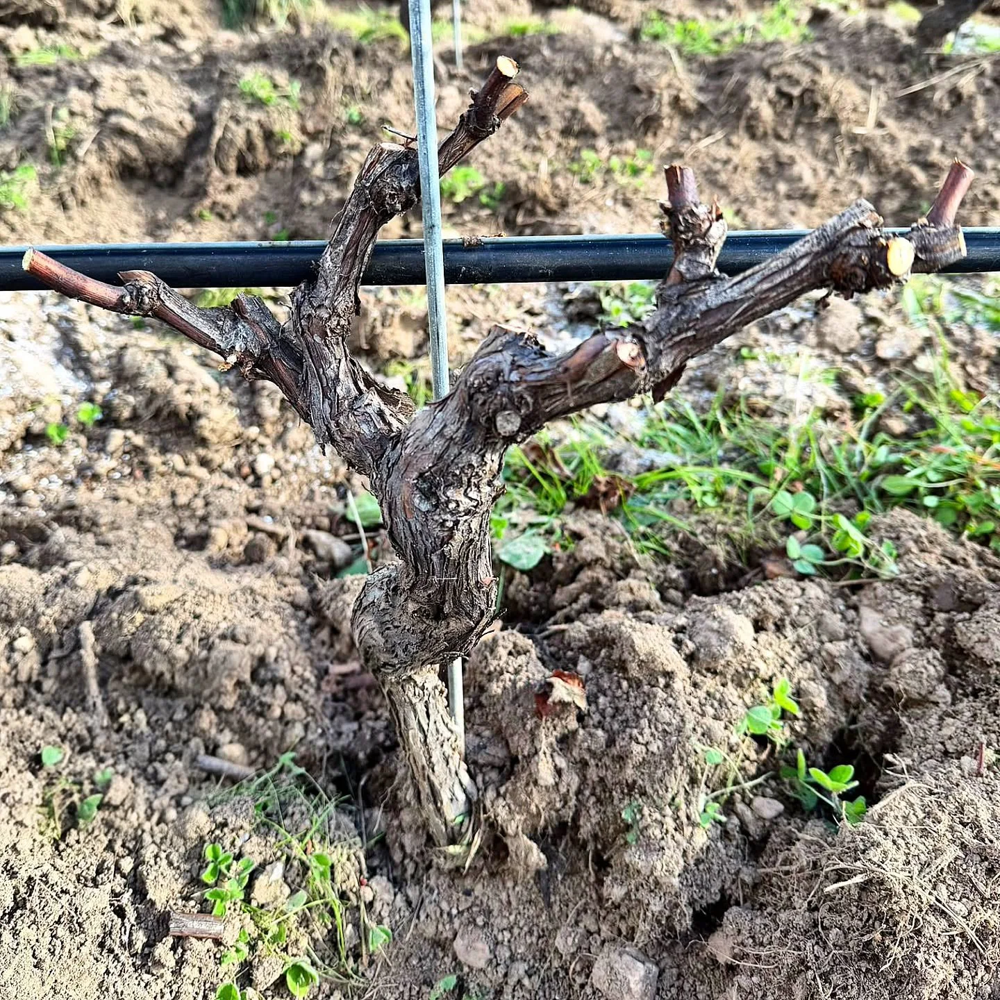 Br Remi (@remijacquemain) warming up for pruning season. This is Pinot and typical of the structures we're aiming for.  #gobeleteventail #horizontalgobelet #placeofchangingwinds