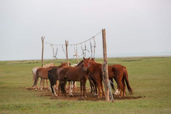 Horse Line.jpg