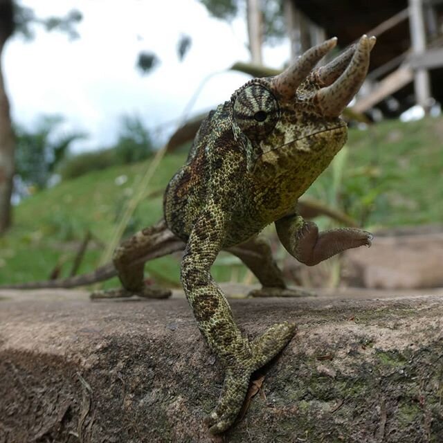 Did you already meet our Jackson's Chameleon? Famous for his three horns. They are usually around the lodge but they might be difficult to find because of their great camouflage!
#jacksonschameleon #chameleon #mutandalakeresort #peninsula #uganda #pe