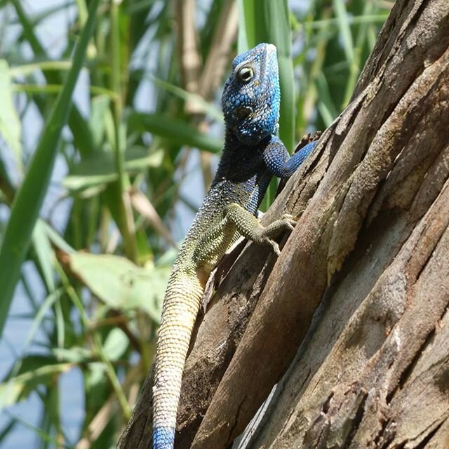 Unfortunately we don't have any guests at the moment, but we do have a lot of permanent visitors around our lodge. Besides the lovely birds we have around our lodge, we were able to capture a nice shot of this Blue-headed tree agamid this week. We ho