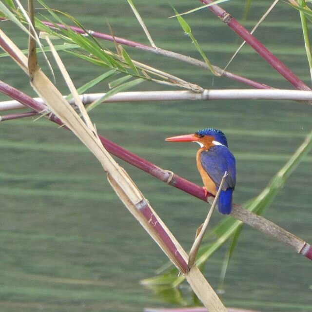 This little friend is a bit difficult to find, especially in comparison with other birds around our lodge. The malachite kingfisher is one of the most coulourful birds we have around, but less seen than the common pied kingfisher, which is a guarante