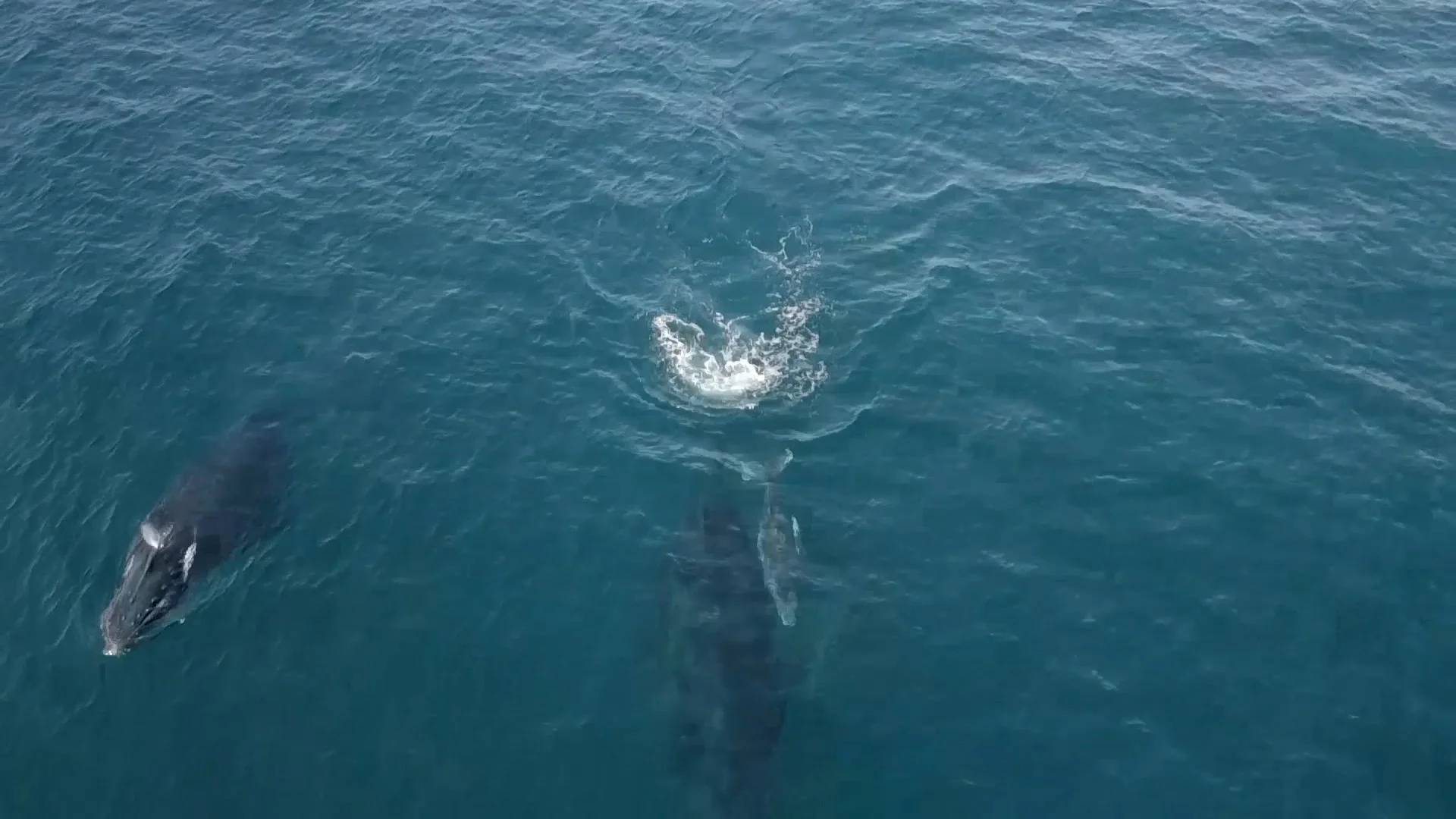 whales.jpg
