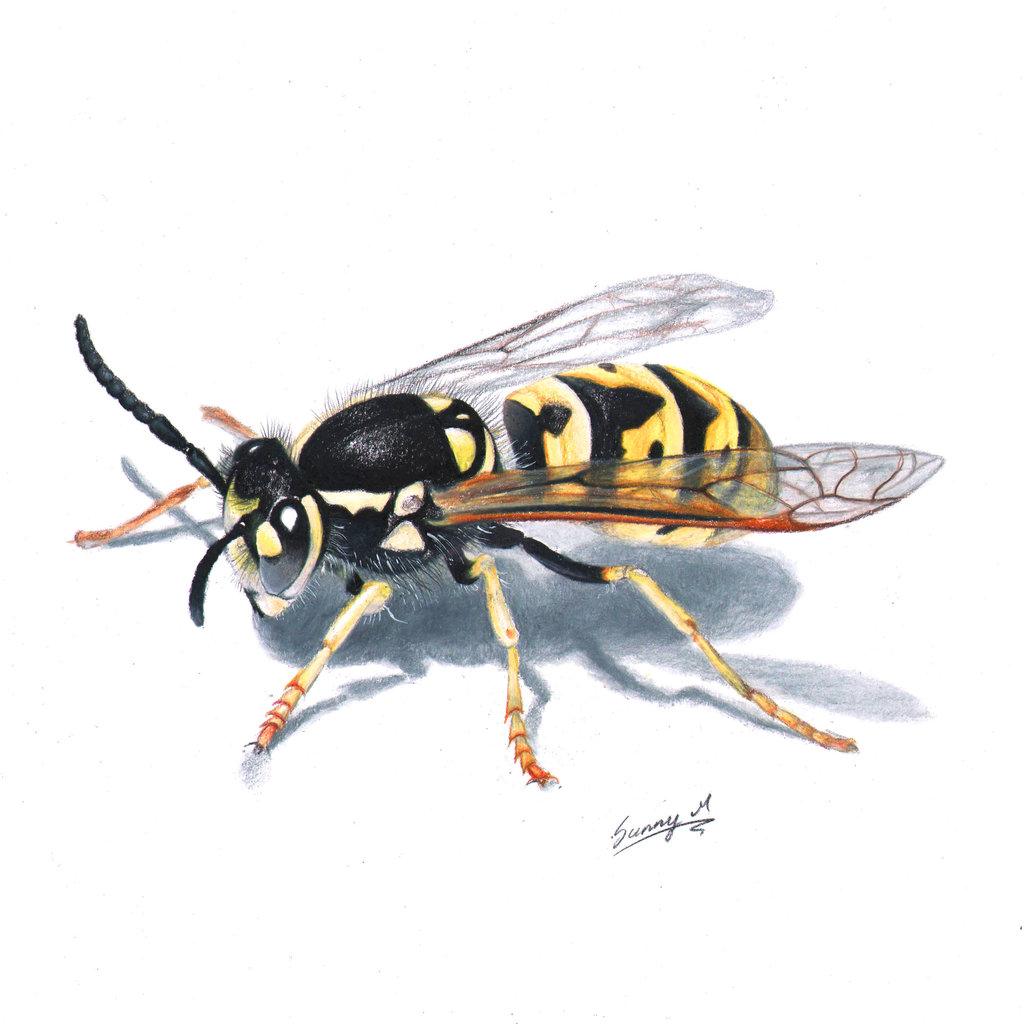 wasp_by_sunima-d8uowle.jpg