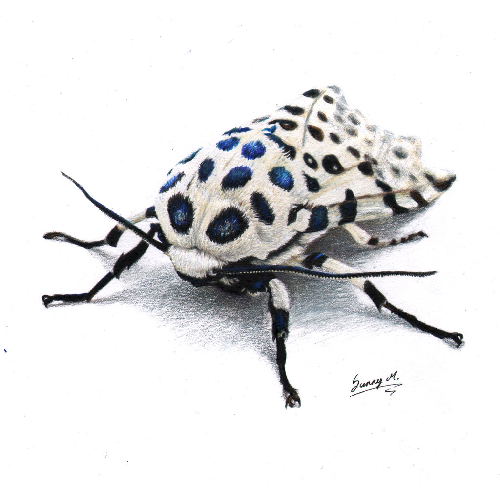 giant_leopard_moth_by_sunima-d8rvvum.jpg