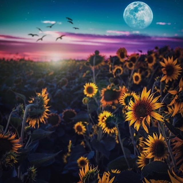 ARTIST SPOTLIGHT: @chuckisdeadd.
Inspirational to say the least. Full of familiar faces, his new project “The Moonshine” is one we got on repeat. Out now on all streaming platforms‼️🌻‼️🌻 #locallove