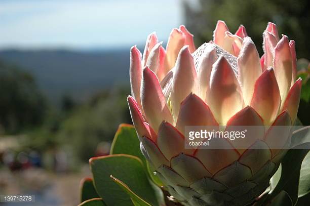 A King Protea.