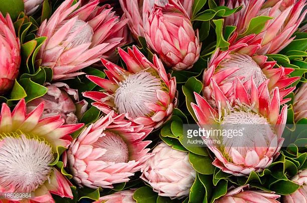 Photo by AudreySmiths/iStock / Getty Images