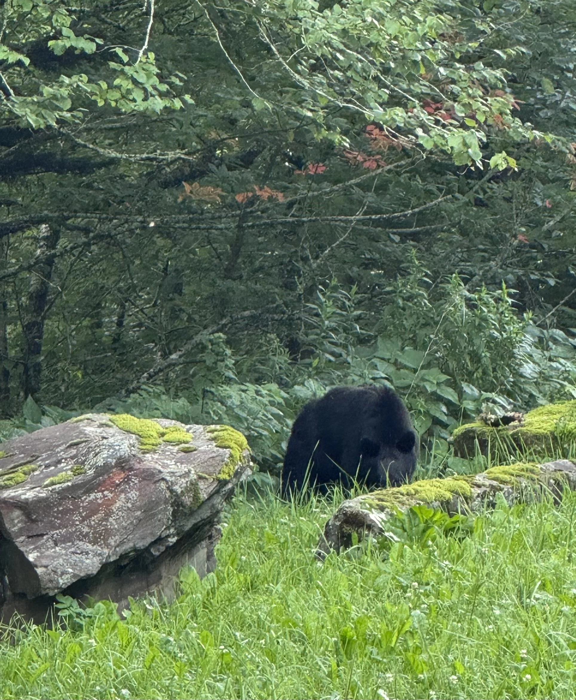 IMG_0698.jpeg