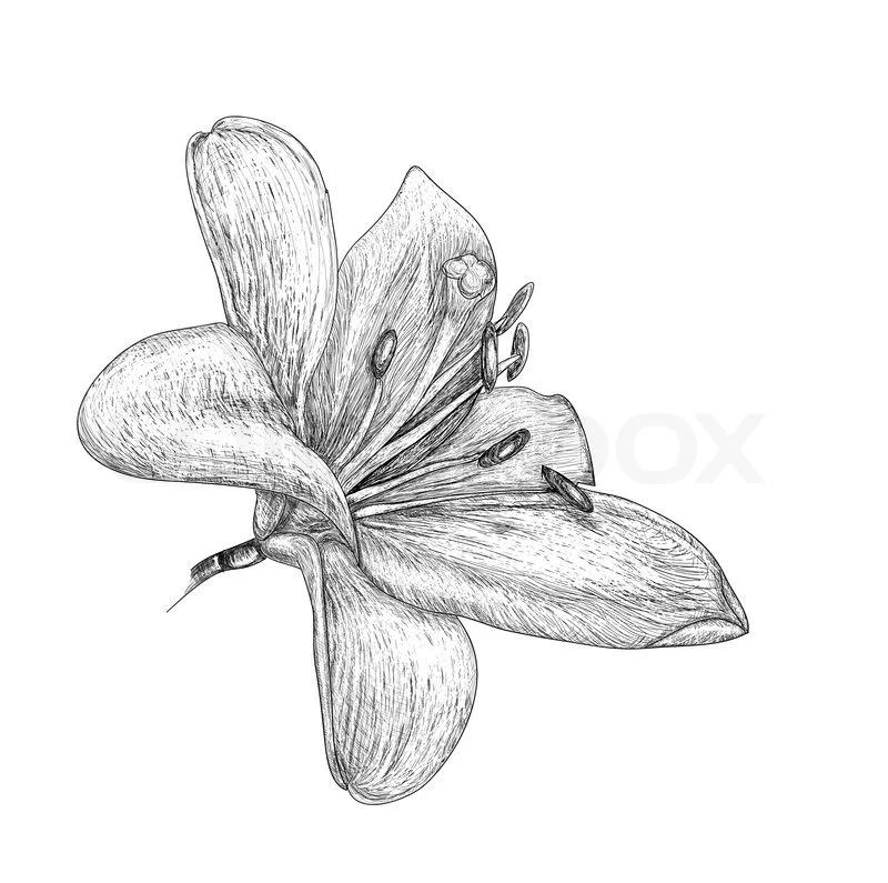 800px_COLOURBOX5405447.jpg