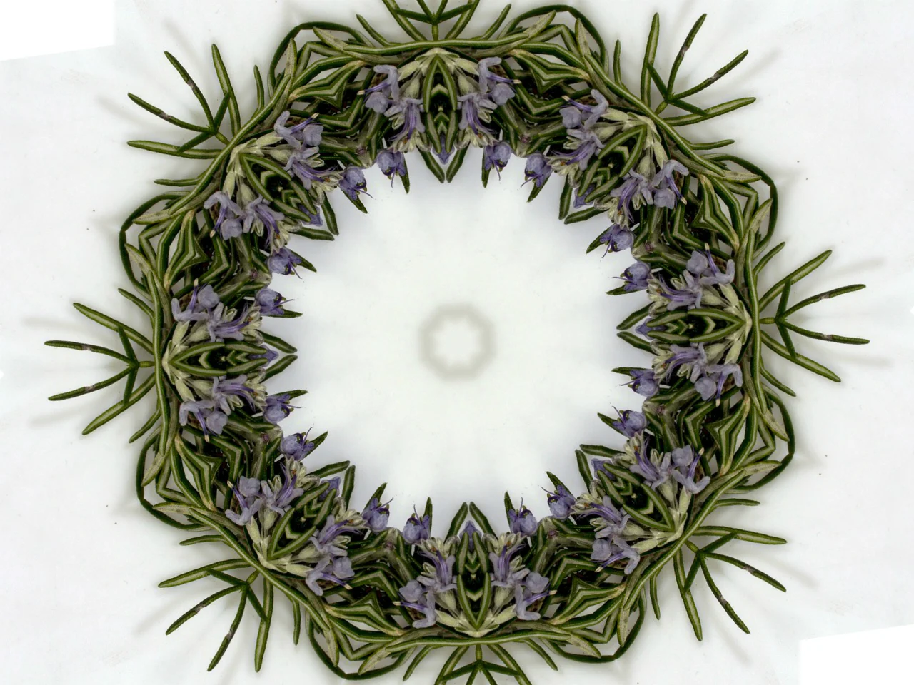 rosemarykalaeidescope10.jpg