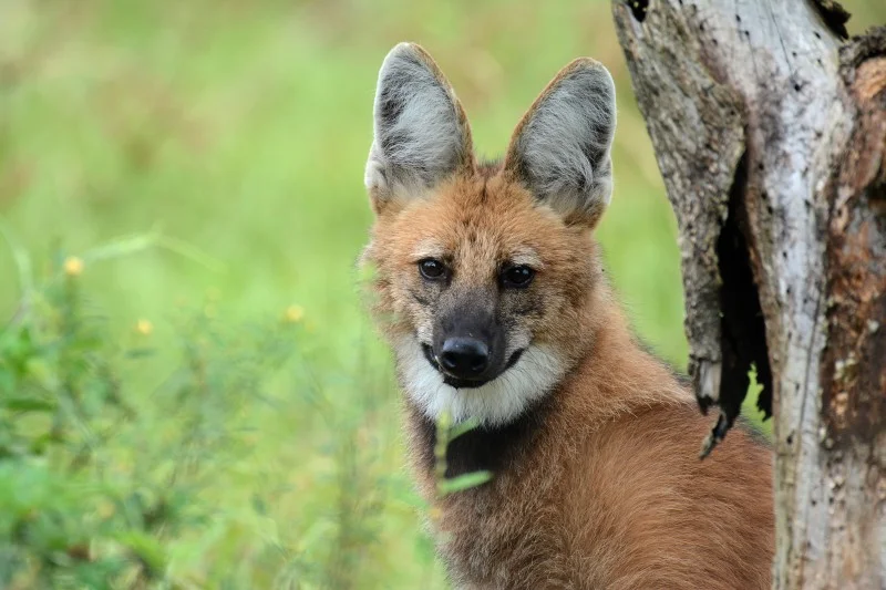 Maned Wolf