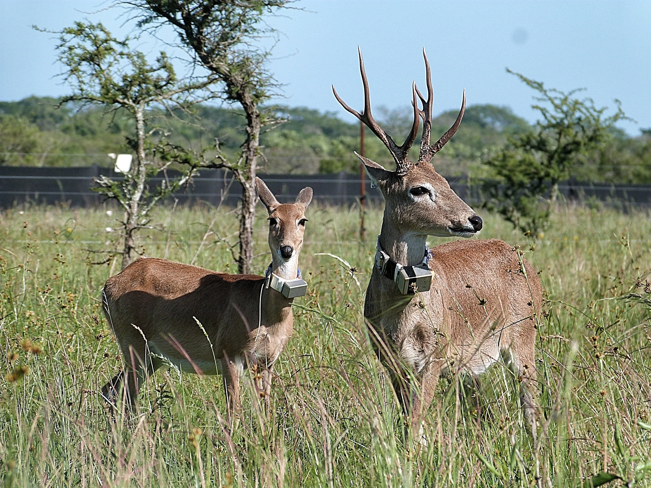 Pampas deer