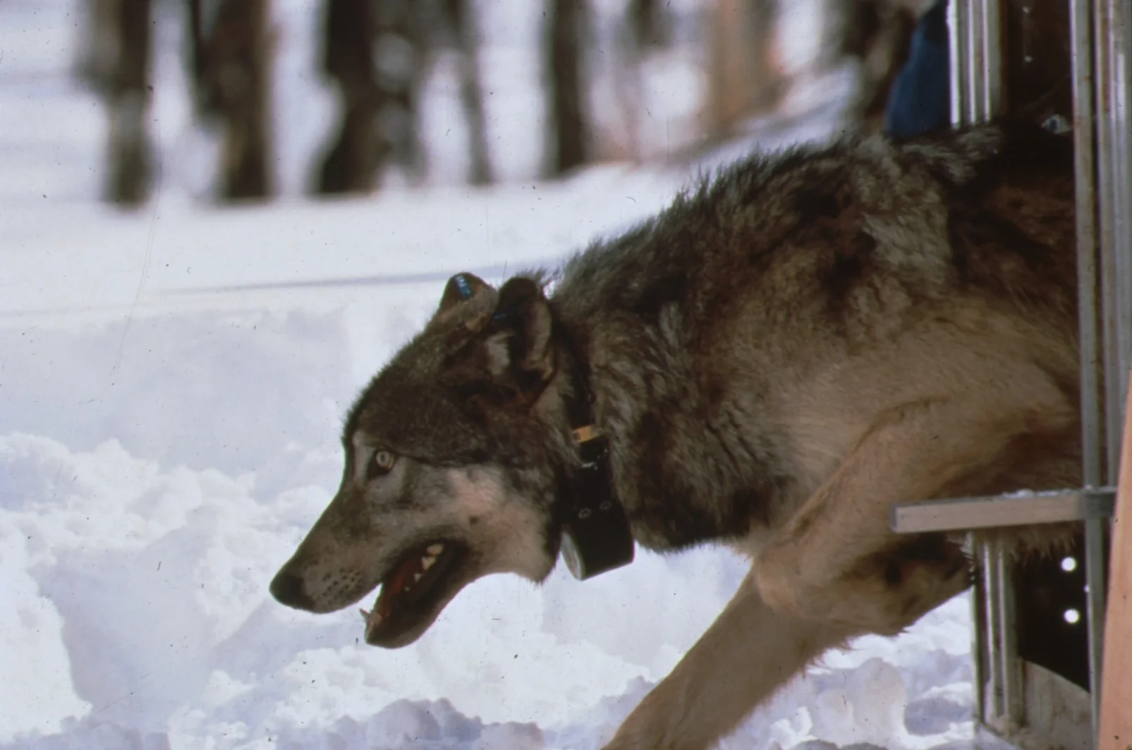 Wolf