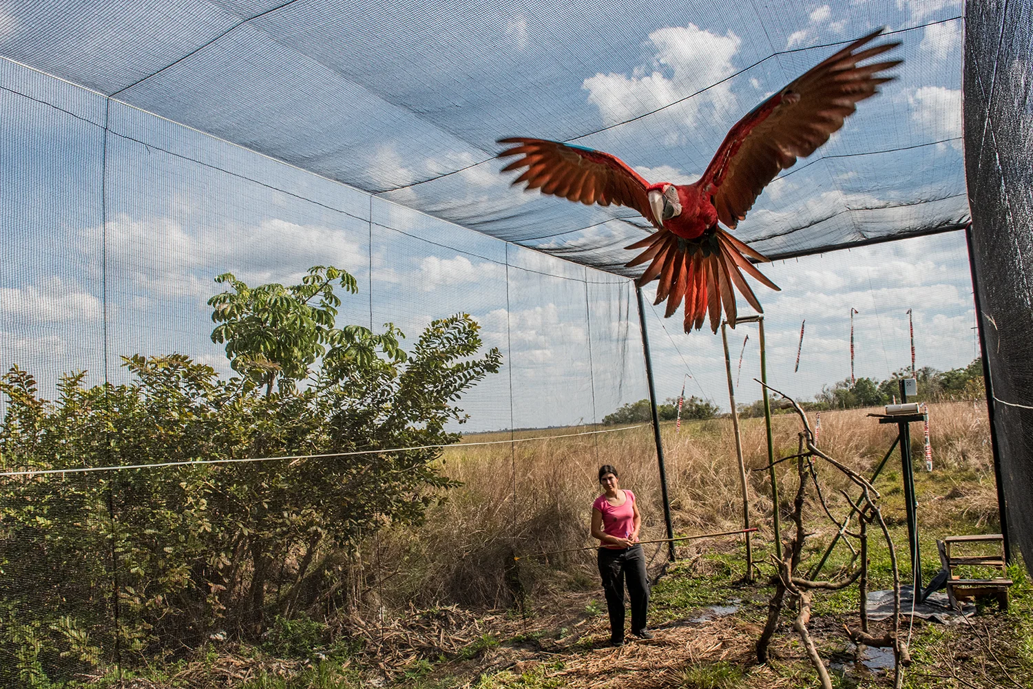 Green winged macaw