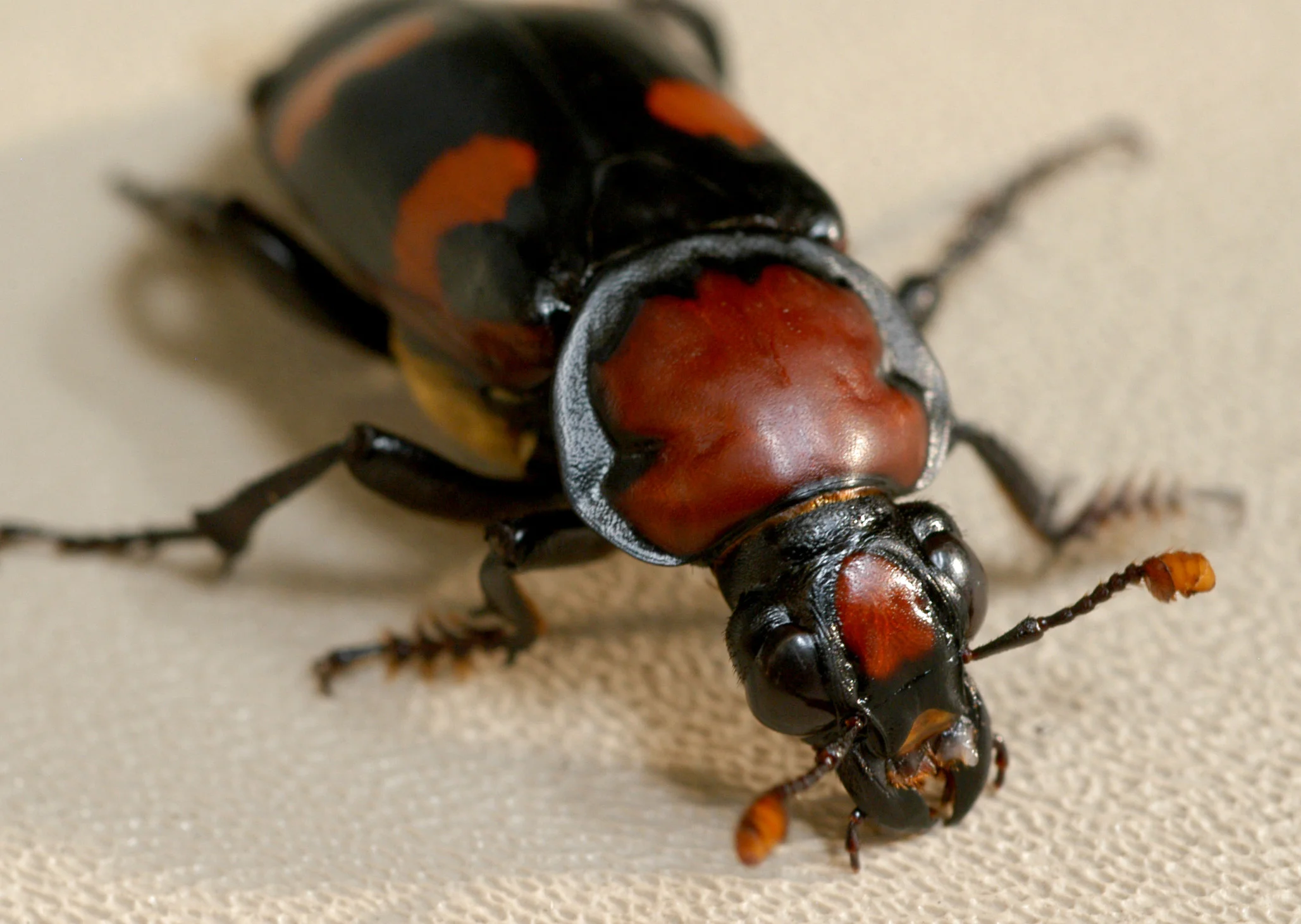 Burying beetle