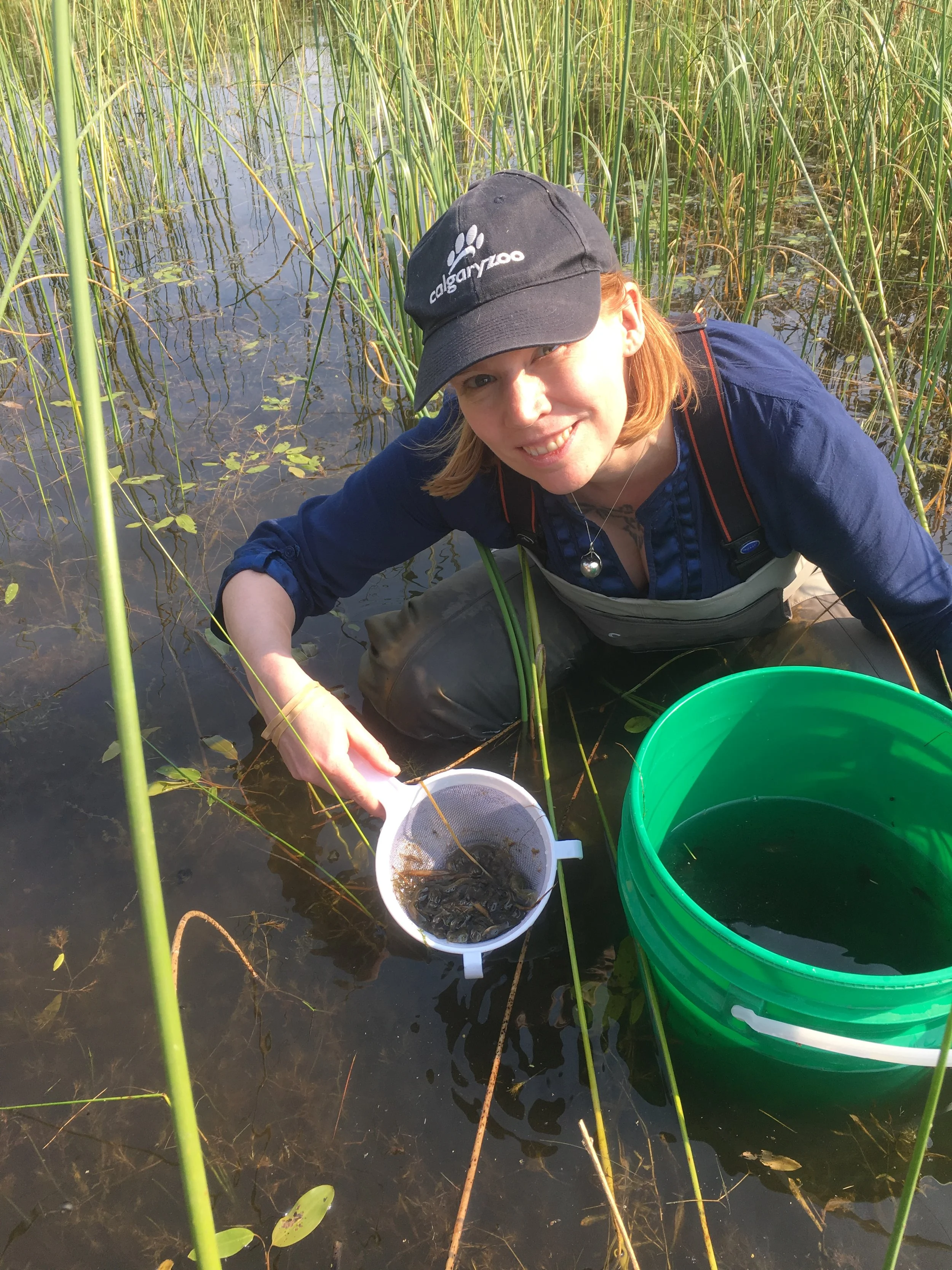 Northern leopard frog - tadpole release