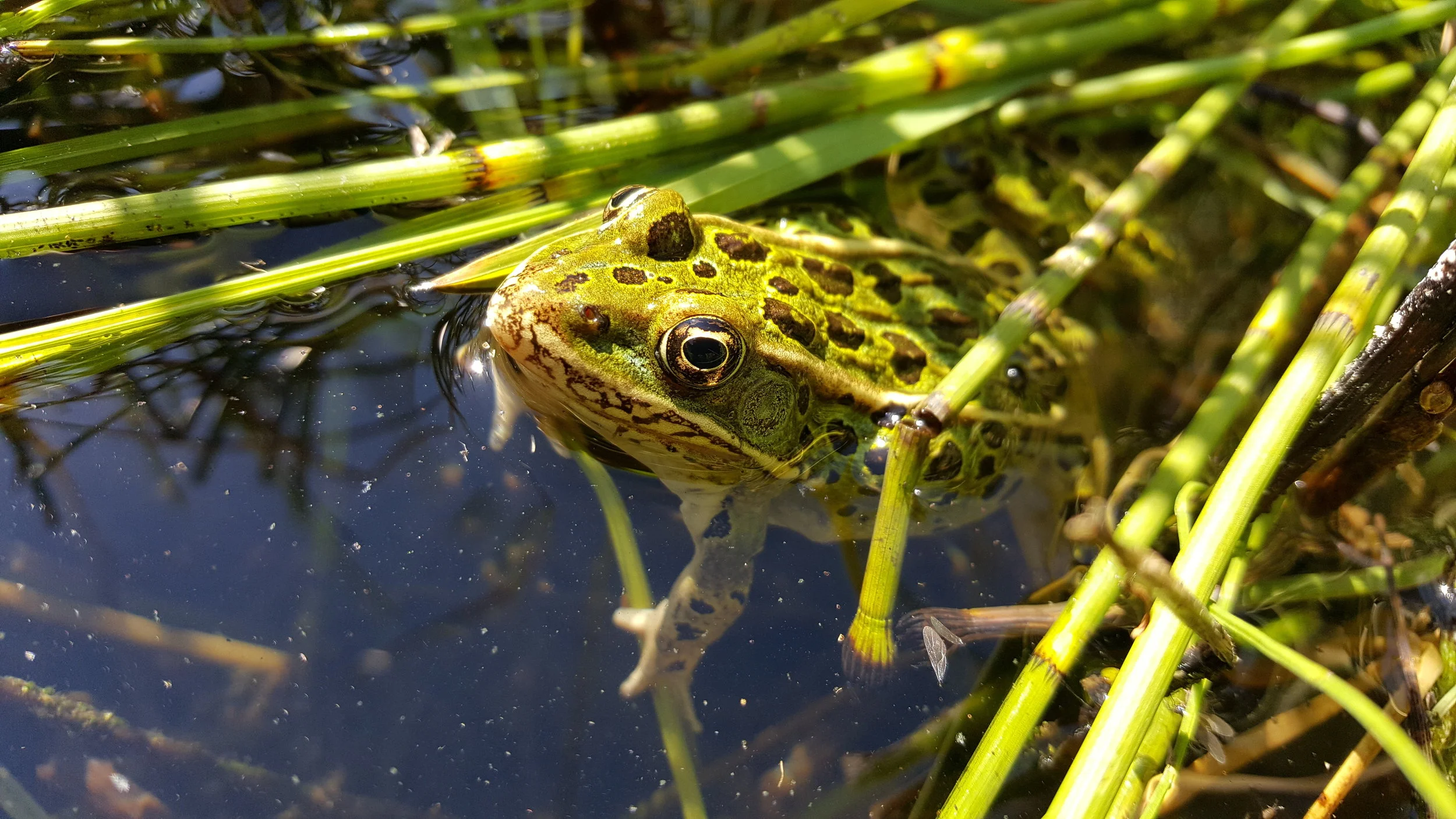 Northern Leopard Frog