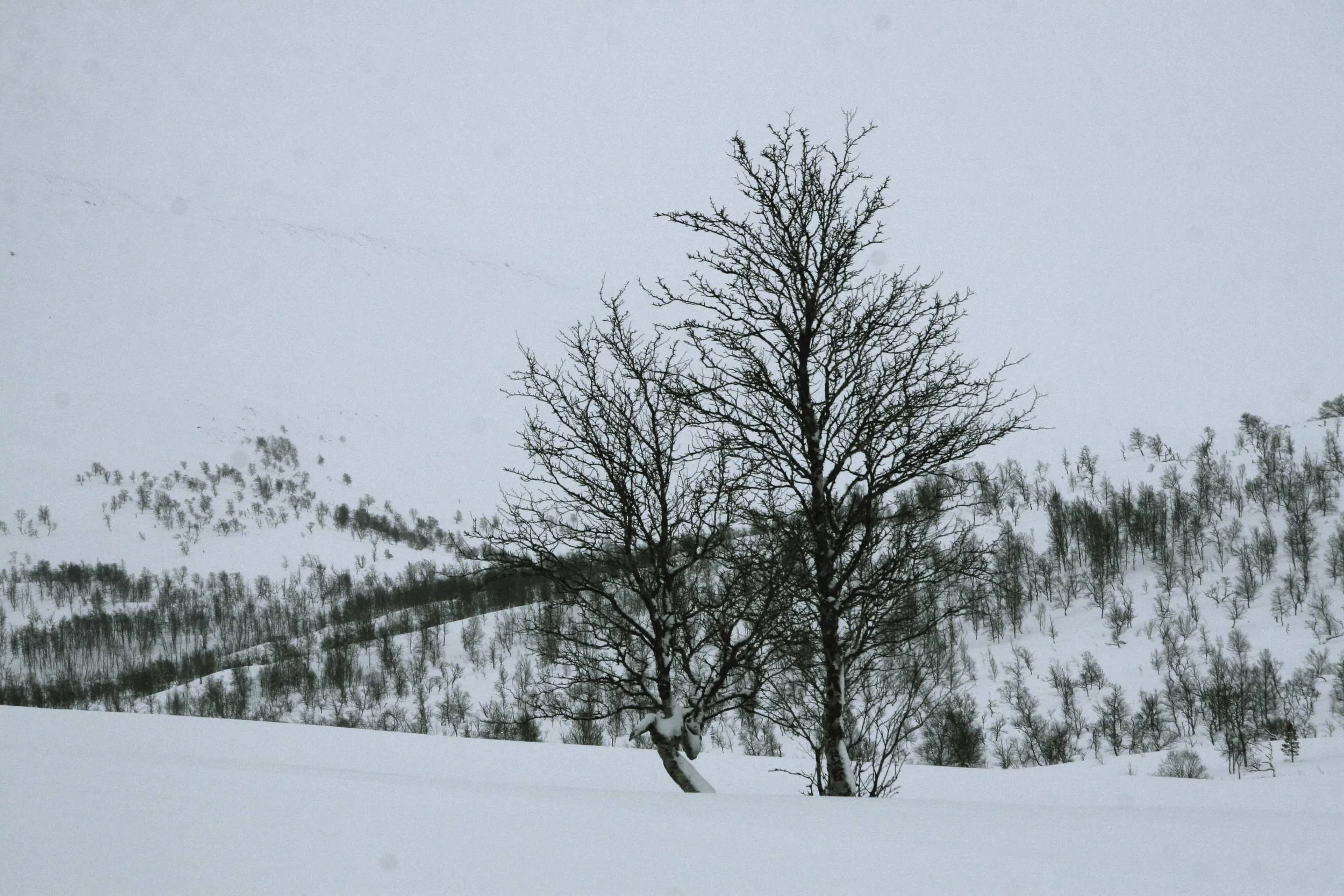 Artic texture