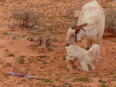 Newly born, maybe 10 minutes old. A kid of the desert