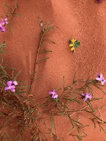 Wadi Rum in bloom