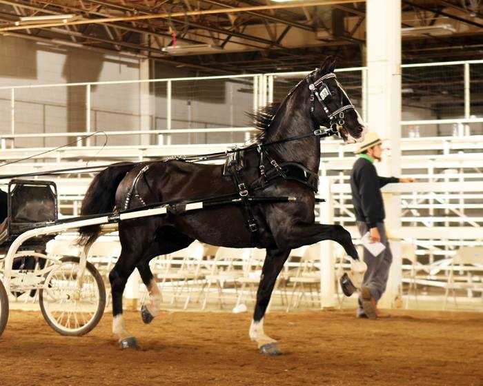 2016 Driving Horse Sale