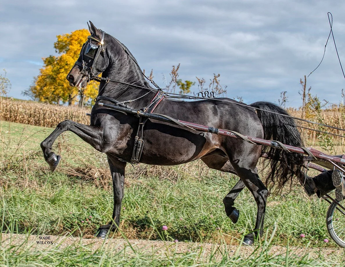 Superior Horse Sale — The Michiana Event Center